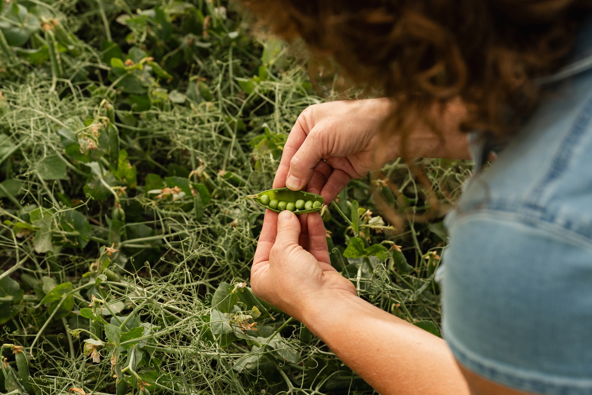 Nederland is van oudsher altijd een peulvruchtenland geweest (foto door: BEANMEAL)